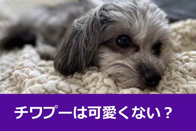 チワプーの成犬は可愛くない？その理由と可愛くする育て方！