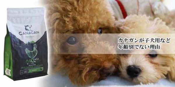 カナガンが子犬用など年齢別でない理由