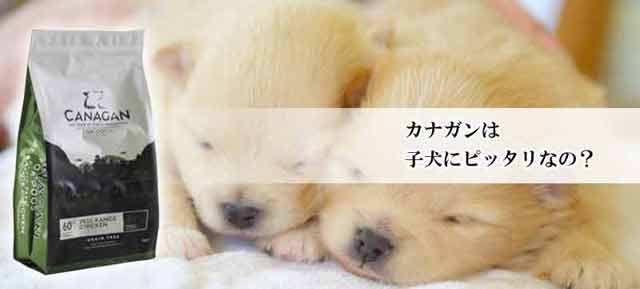 カナガンは子犬用にピッタリな8つの理由
