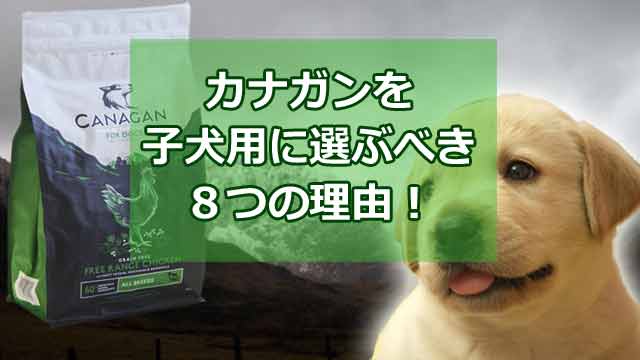 カナガンドッグフードを子犬用に選ぶべき8つの理由を解説！